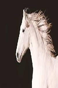 Equus: The Story of the Horse: Origins