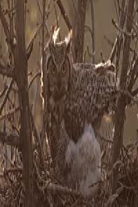 The Secret Life of Owls
